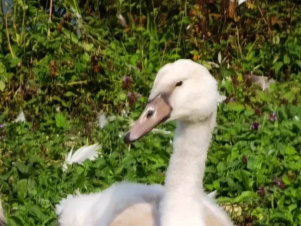 Cigni Bambino Ancora Piume Grigie — Foto Stock