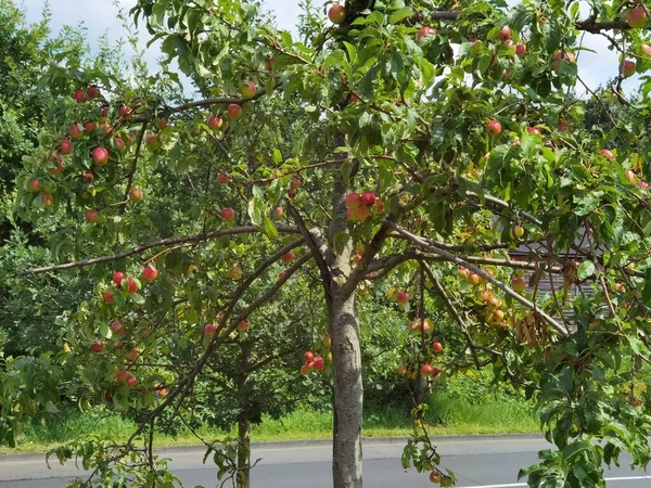 Organiczne Jabłko Jabłoni Dużą Ilością Białka — Zdjęcie stockowe