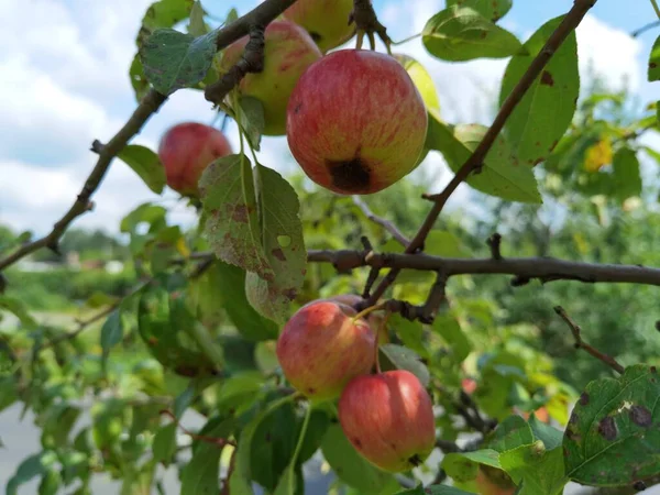 Organic Apple Apple Tree Lot Protein — Stock Photo, Image