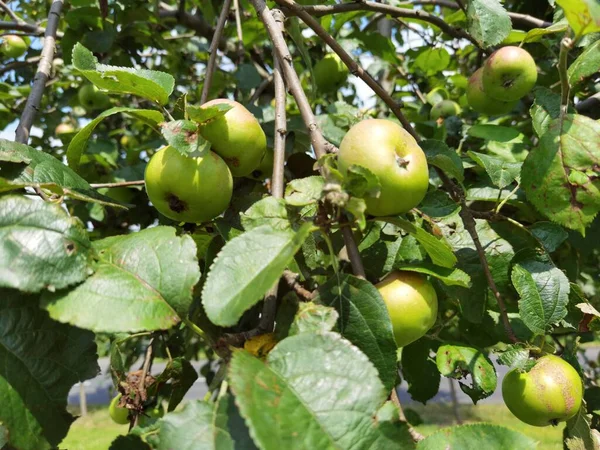 Organic Apple Apple Tree Lot Protein — Stock Photo, Image