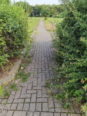 Almanya 'da yaz aylarında orman ve orman yolları