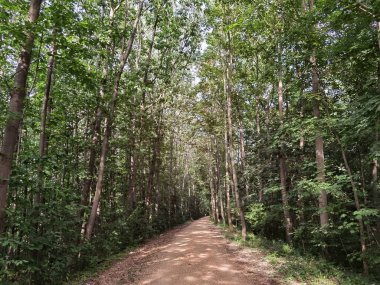 Almanya 'da yaz aylarında orman ve orman yolları