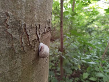 Ormandaki bir ağaçta salyangoz asılı.