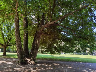 Almanya 'da yaz aylarında orman ve orman yolları
