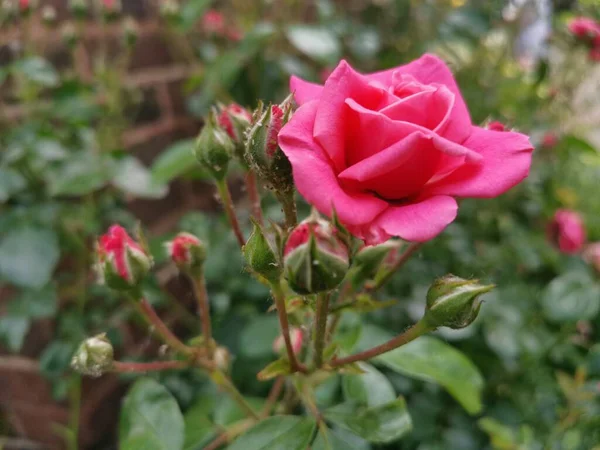 Růžová Růže Zeleným Prostředím — Stock fotografie