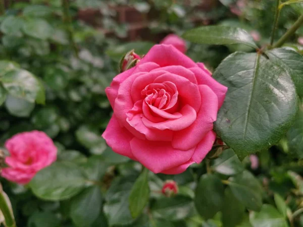 Розовая Роза Зелеными Окрестностями — стоковое фото