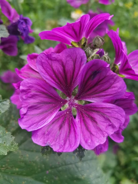 Fleur Violette Dans Environnement Vert — Photo