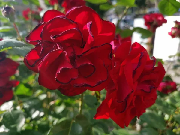Flor Vermelha Com Ambiente Verde — Fotografia de Stock