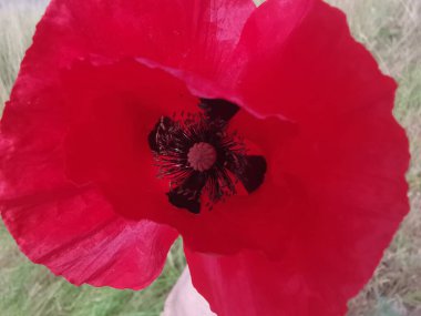 Siyah lekeli kırmızı çiçek.