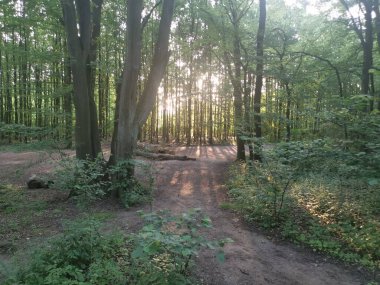 Bir sürü ağaç ve yeşil yapraklı bir orman.