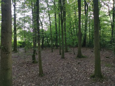 Bir sürü ağaç ve yeşil yapraklı bir orman.