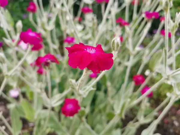 Rode Bloemen Een Groene Omgeving — Stockfoto