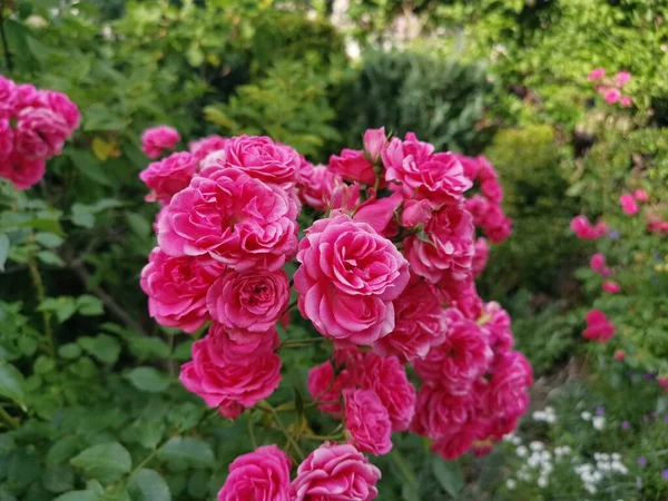 Розовый Цветок Зеленым Окружением — стоковое фото