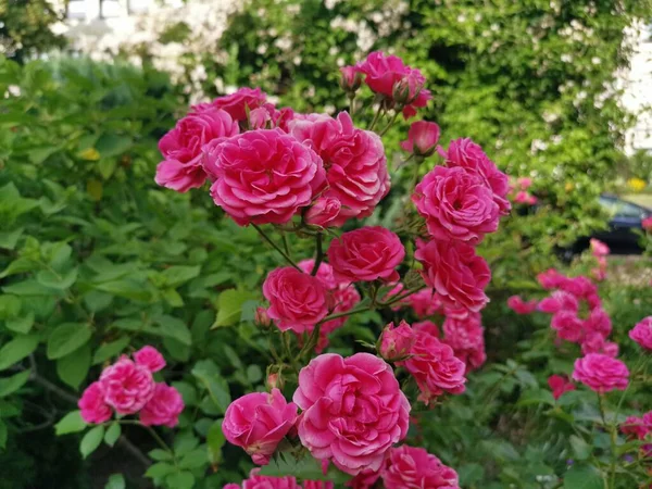 Flor Rosa Com Ambiente Verde — Fotografia de Stock