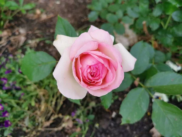 Roze Roos Een Groene Omgeving — Stockfoto