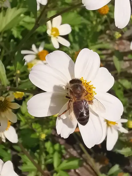 Biały Kwiat Żółtym Piętnem Piętno Pszczoły — Zdjęcie stockowe