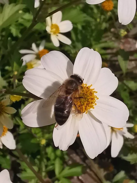 Flor Blanca Con Estigma Amarillo Estigma Una Abeja —  Fotos de Stock