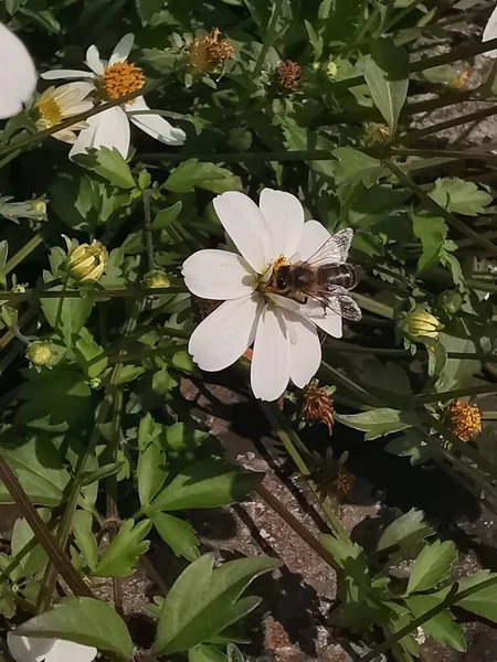 Biały Kwiat Żółtym Piętnem Piętno Pszczoły — Zdjęcie stockowe