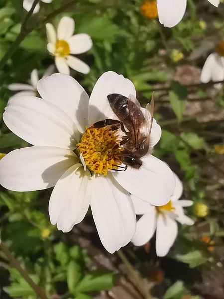 Flor Blanca Con Estigma Amarillo Estigma Una Abeja —  Fotos de Stock