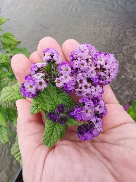 Фіолетові Квіти Руці Жінки — стокове фото