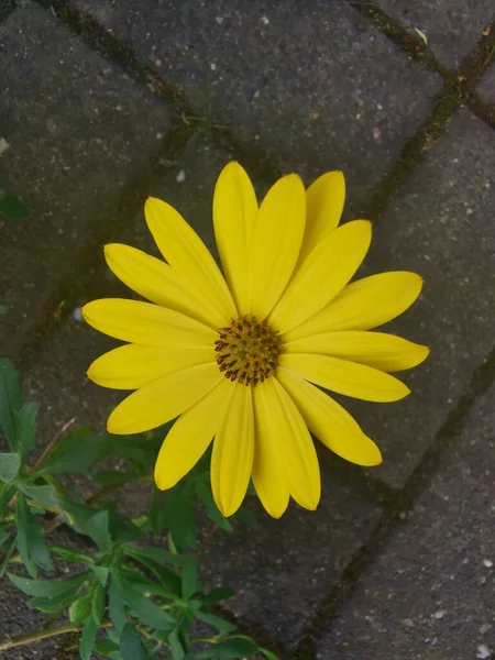 Желтый Цветок Желтыми Листьями Желтым Стигмой — стоковое фото