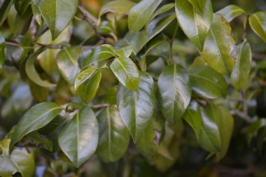 Çiçekler ve yeşillik. Güneşli bir günde çok güzel bir ortam.