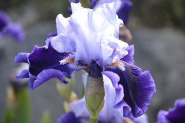 Çiçekler ve yeşillik. Güneşli bir günde çok güzel bir ortam.