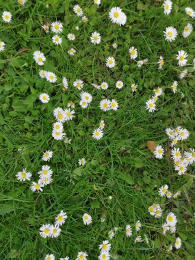 Çiçekler ve yeşillik. Güneşli bir günde çok güzel bir ortam.