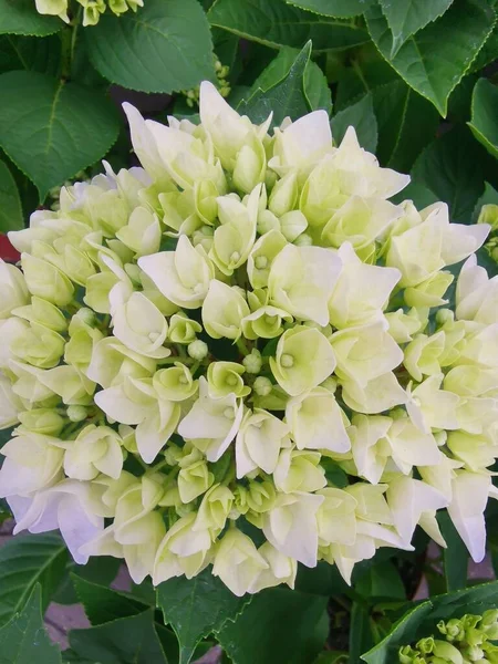 Bloemen Groen Met Een Zeer Mooie Ambiance Een Zonnige Dag — Stockfoto