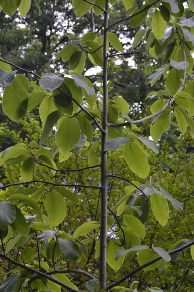 Kwiaty Zieleń Bardzo Miłą Atmosferą Słoneczny Dzień Światłem Słonecznym — Zdjęcie stockowe