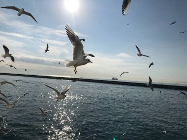 İstanbul 'da boğazdaki martılar