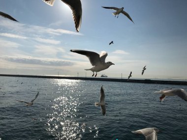 İstanbul 'da boğazdaki martılar