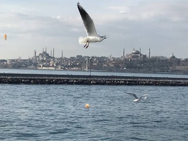 İstanbul 'da boğazdaki martılar