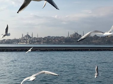 İstanbul 'da boğazdaki martılar