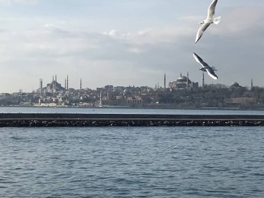 İstanbul 'da boğazdaki martılar