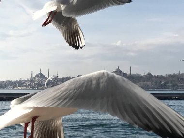 İstanbul 'da boğazdaki martılar