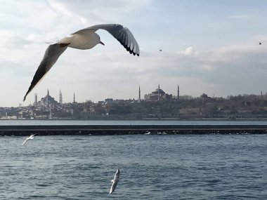 İstanbul 'da boğazdaki martılar