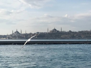 İstanbul 'da boğazdaki martılar