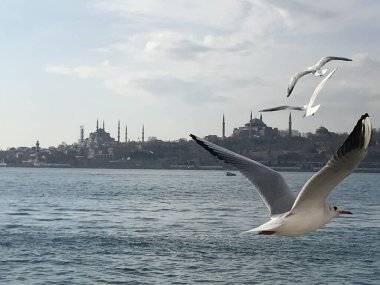 İstanbul 'da boğazdaki martılar