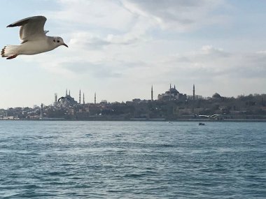 İstanbul 'da boğazdaki martılar