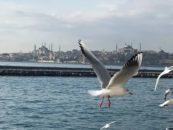 İstanbul 'da boğazdaki martılar