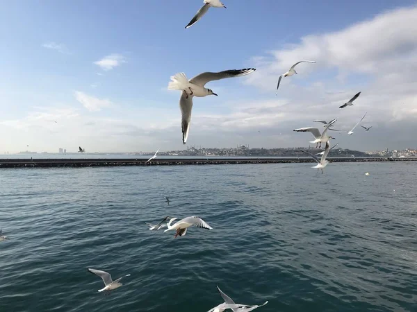 Seagulls Bosphorus Istanbul — Stock Photo, Image