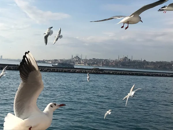 İstanbul 'da boğazdaki martılar