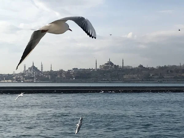 Чайки Бофорі Істанбулі — стокове фото