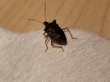 Böcek olarak bilinen böceği kapat