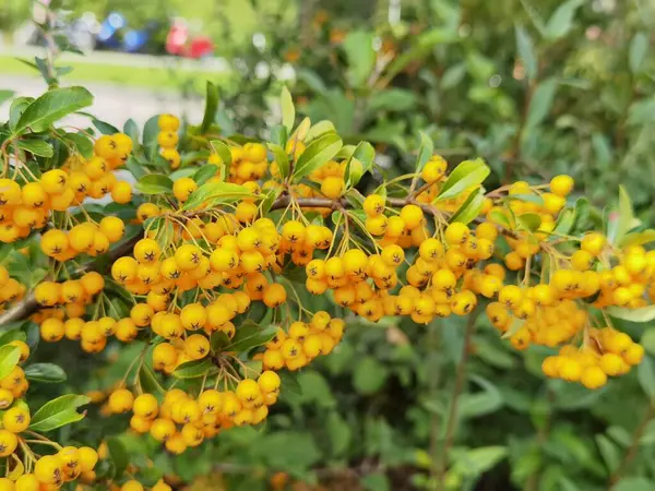 Rijpe Bessen Een Struik Met Groene Omgeving Zomer — Stockfoto