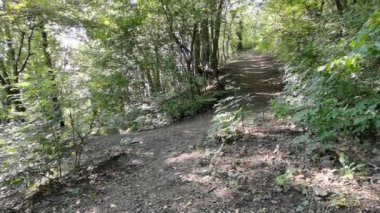 Almanya 'da Koenigswinter' a karşı yazın orman