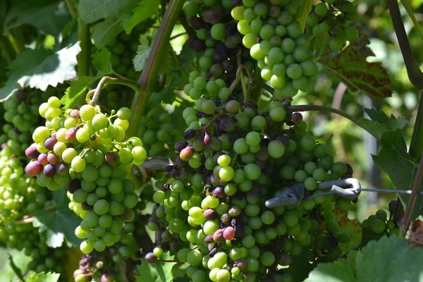 Uvas Fase Maturação Região Vitícola — Fotografia de Stock