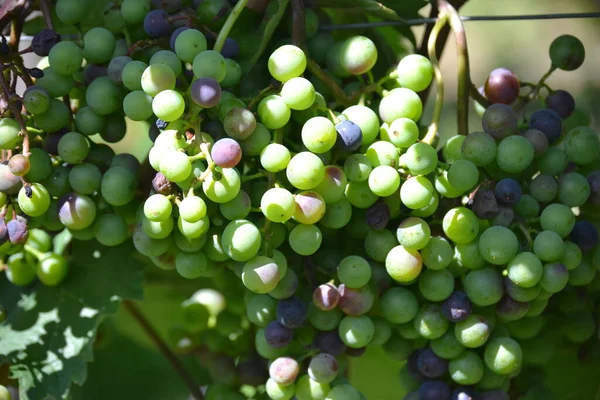Grapes Ripening Phase Wine Growing Region — Stock Photo, Image