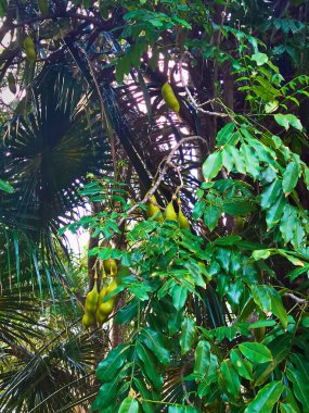 Brisbane Botanik Bahçesi, 31 Aralık 2019: Swartzia